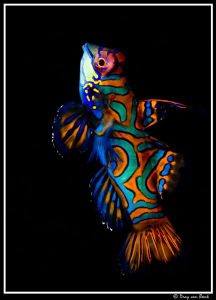 Mandarinfish by Dray Van Beeck 